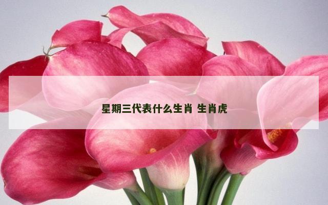 星期三代表什么生肖 生肖虎