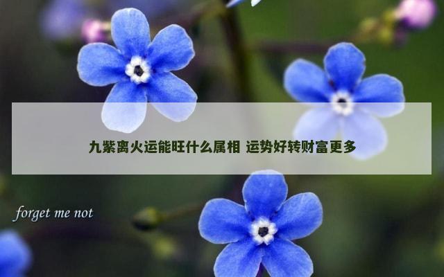 九紫离火运能旺什么属相 运势好转财富更多