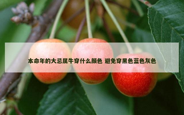 本命年的大忌属牛穿什么颜色 避免穿黑色蓝色灰色
