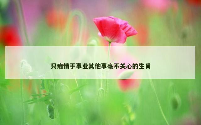 只痴情于事业其他事毫不关心的生肖