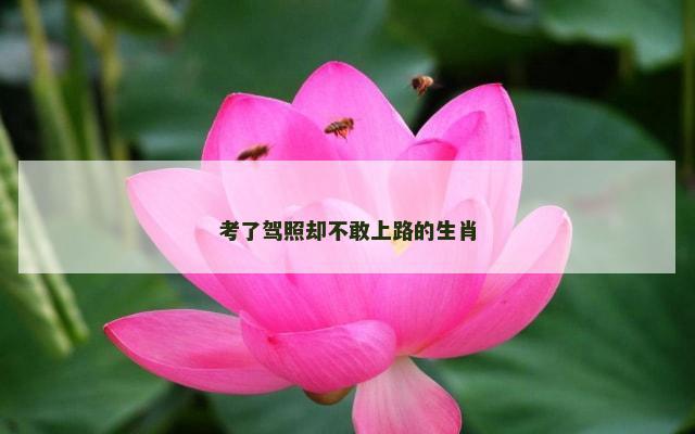考了驾照却不敢上路的生肖