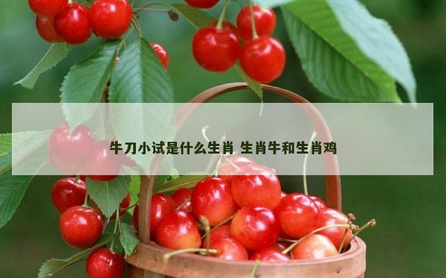 牛刀小试是什么生肖 生肖牛和生肖鸡