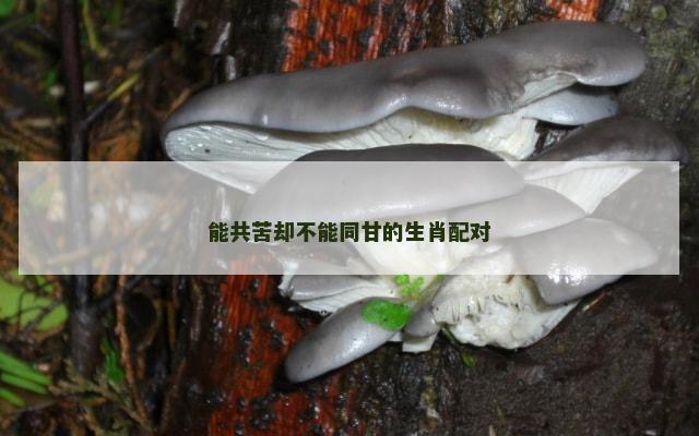 能共苦却不能同甘的生肖配对