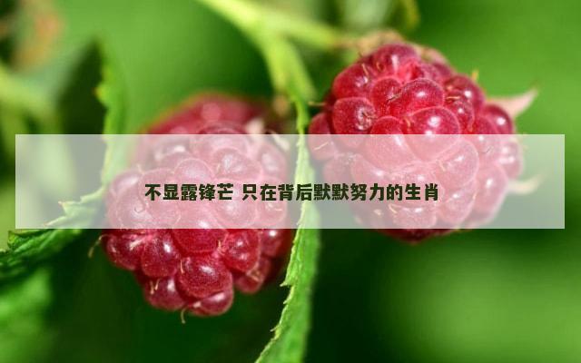 不显露锋芒 只在背后默默努力的生肖