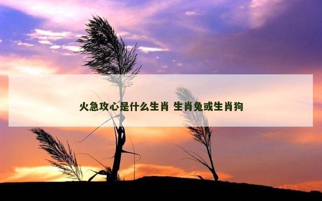 火急攻心是什么生肖 生肖兔或生肖狗