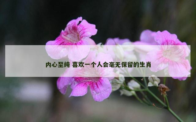 内心至纯 喜欢一个人会毫无保留的生肖