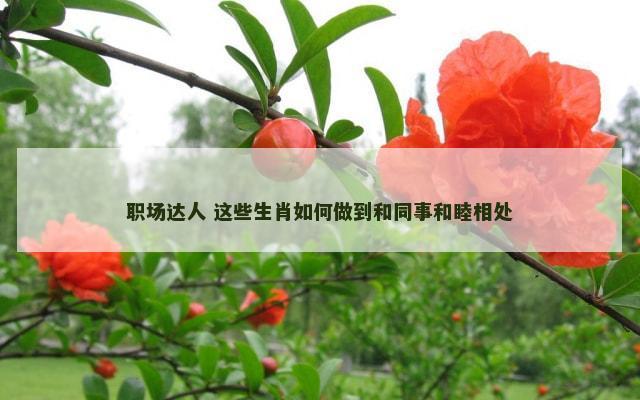 职场达人 这些生肖如何做到和同事和睦相处