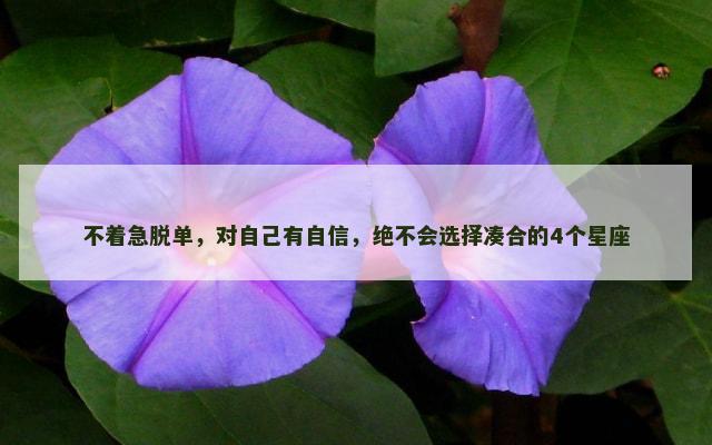 不着急脱单，对自己有自信，绝不会选择凑合的4个星座