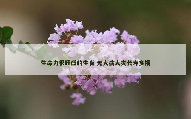 生命力很旺盛的生肖 无大病大灾长寿多福