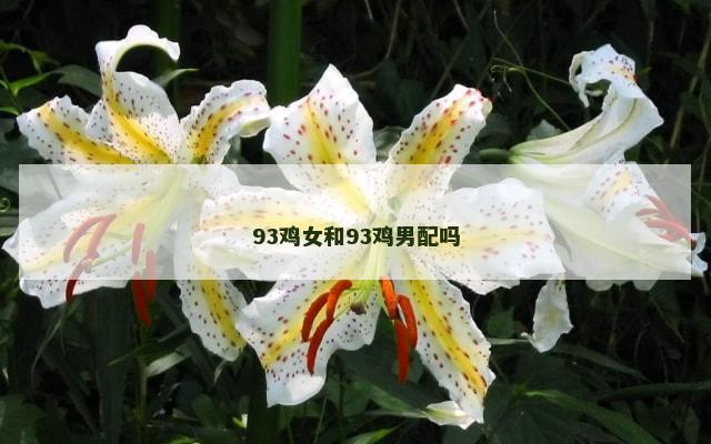 93鸡女和93鸡男配吗