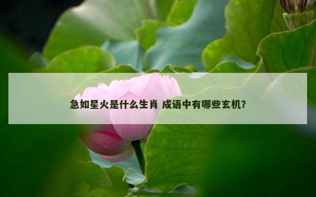 急如星火是什么生肖 成语中有哪些玄机？