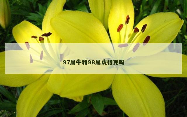 97属牛和98属虎相克吗