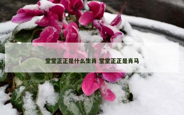 堂堂正正是什么生肖 堂堂正正是肖马