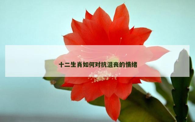 十二生肖如何对抗沮丧的情绪