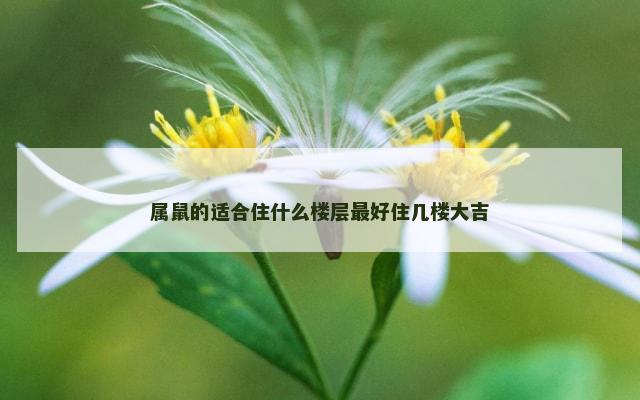 属鼠的适合住什么楼层最好住几楼大吉