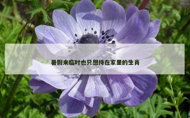 暑假来临时也只想待在家里的生肖