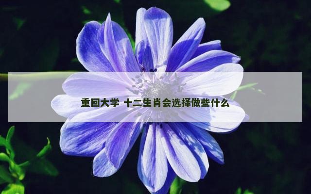 重回大学 十二生肖会选择做些什么