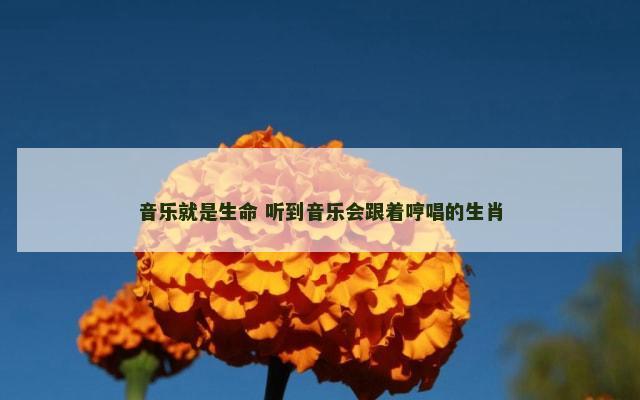 音乐就是生命 听到音乐会跟着哼唱的生肖
