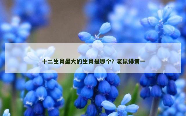 十二生肖最大的生肖是哪个? 老鼠排第一
