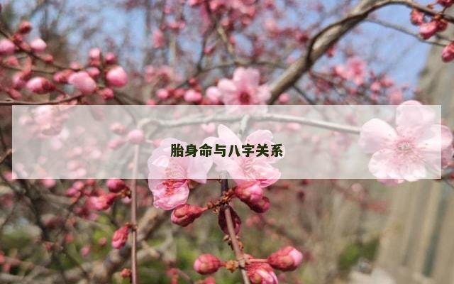 胎身命与八字关系