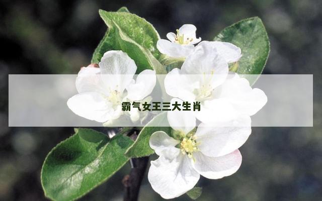 霸气女王三大生肖