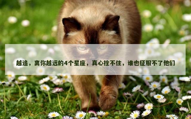 越追，离你越远的4个星座，真心拴不住，谁也征服不了他们