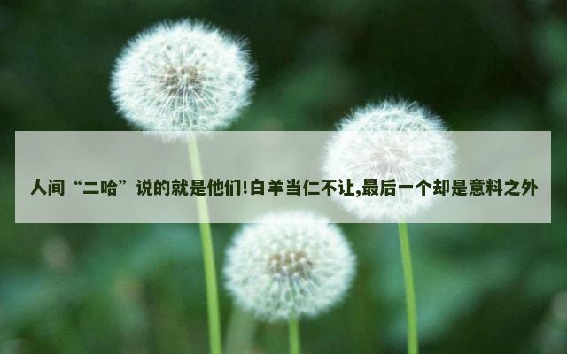 人间“二哈”说的就是他们!白羊当仁不让,最后一个却是意料之外