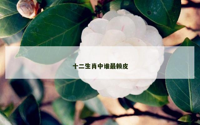 十二生肖中谁最赖皮