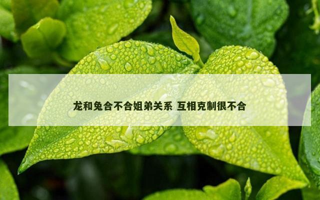 龙和兔合不合姐弟关系 互相克制很不合