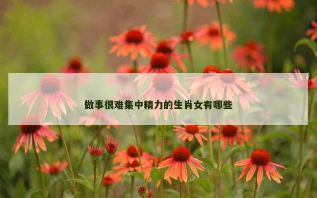 做事很难集中精力的生肖女有哪些