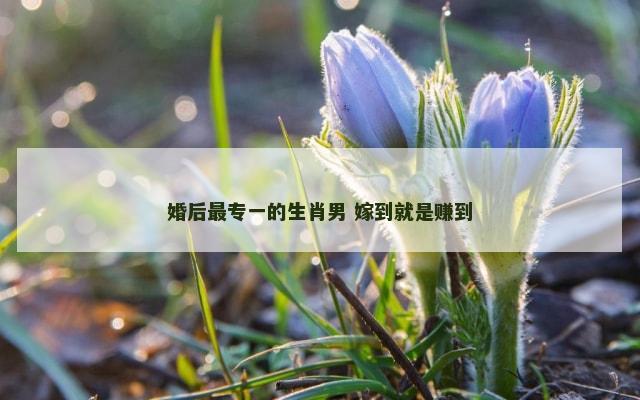 婚后最专一的生肖男 嫁到就是赚到