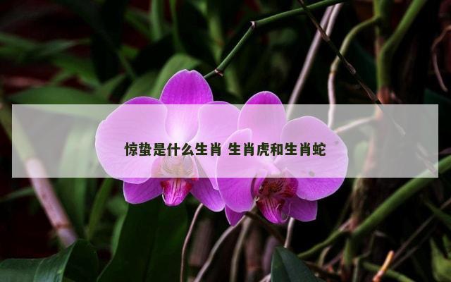 惊蛰是什么生肖 生肖虎和生肖蛇