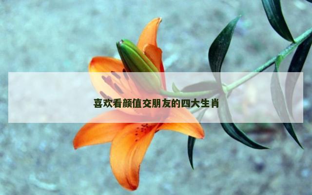 喜欢看颜值交朋友的四大生肖
