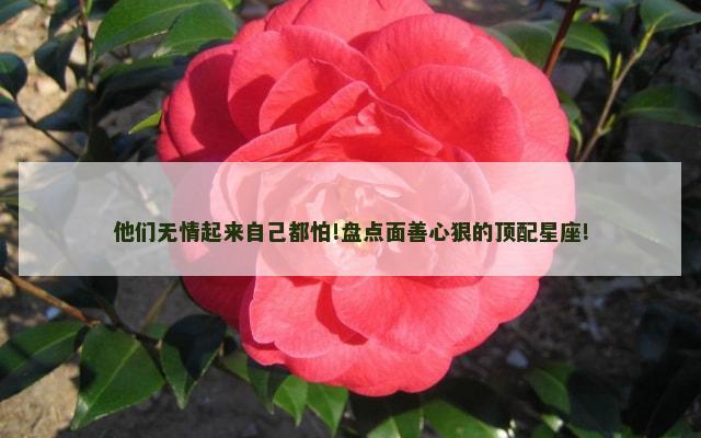 他们无情起来自己都怕!盘点面善心狠的顶配星座!