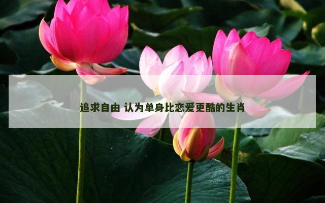 追求自由 认为单身比恋爱更酷的生肖