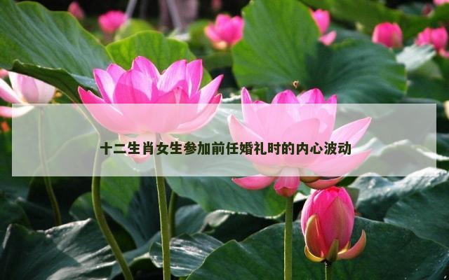 十二生肖女生参加前任婚礼时的内心波动