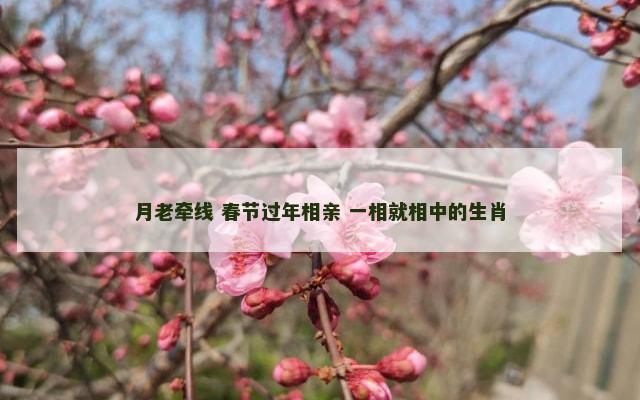 月老牵线 春节过年相亲 一相就相中的生肖