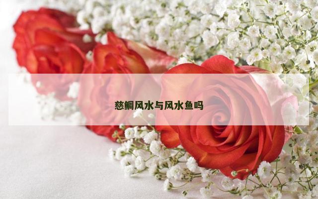 慈鲷风水与风水鱼吗