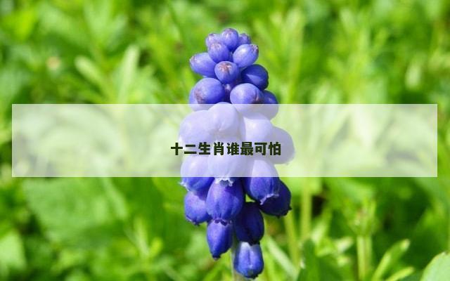 十二生肖谁最可怕