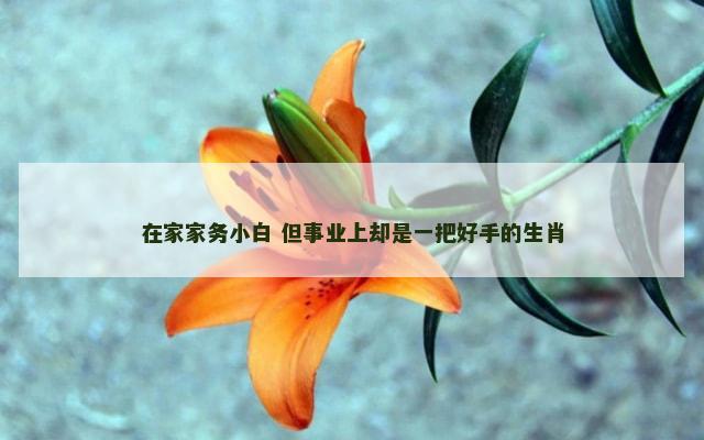 在家家务小白 但事业上却是一把好手的生肖