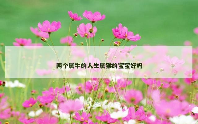 两个属牛的人生属猴的宝宝好吗
