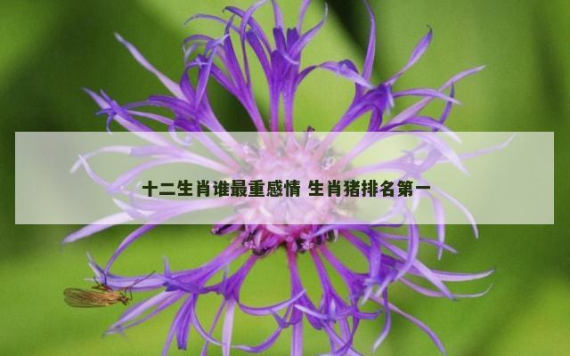 十二生肖谁最重感情 生肖猪排名第一