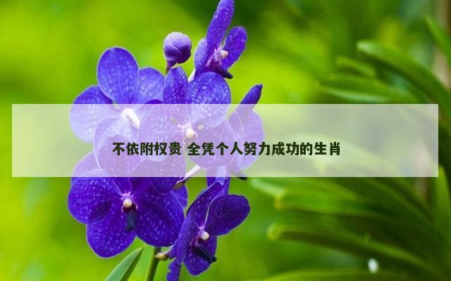 不依附权贵 全凭个人努力成功的生肖