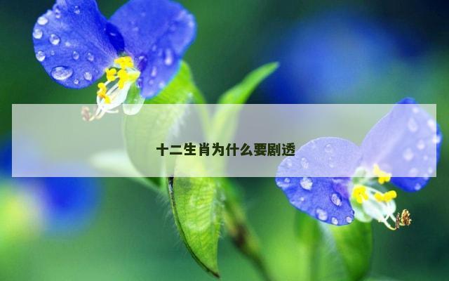 十二生肖为什么要剧透