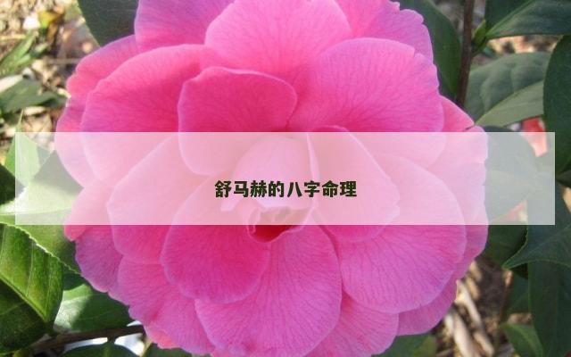 舒马赫的八字命理