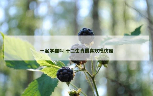 一起学猫叫 十二生肖最喜欢模仿谁