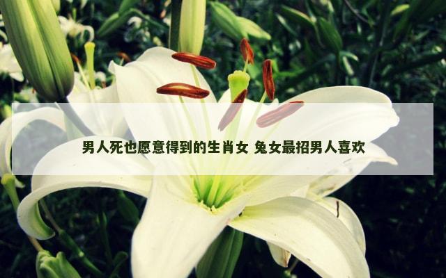 男人死也愿意得到的生肖女 兔女最招男人喜欢