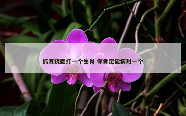 抓耳挠腮打一个生肖 你肯定能猜对一个