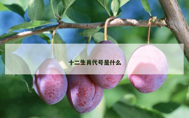 十二生肖代号是什么