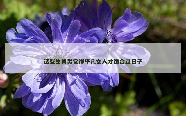 这些生肖男觉得平凡女人才适合过日子